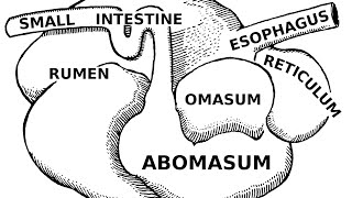 Digestive Systems of Livestock Anatomy [upl. by Ailekahs666]