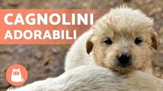 CAGNOLINI Adorabili e Divertenti 🐶 Video di Cuccioli Tenerissimi [upl. by Dewayne]