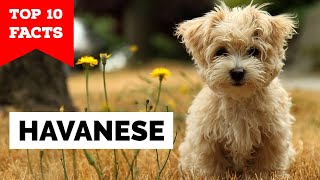 Havanese  Top 10 Facts [upl. by Brew181]