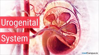 Embryology Urogenital System [upl. by Yllop]