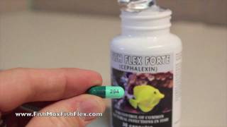 Fish Flex Forte Cephalexin 500 mg Fish Antibiotic [upl. by Ribal]