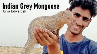 Indian Grey MongooseNevlaa Az Information and interesting Facts [upl. by Iseabal531]