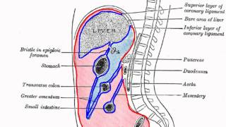 Peritoneal Cavity  Part 1  Anatomy Tutorial [upl. by Alano]