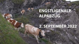 EngstligenAlp Alpabzug  Adelboden [upl. by Rebmak]