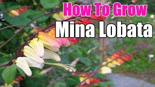 How To Grow Mina Lobata  Gardening Story [upl. by Terbecki]