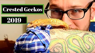 Crested Gecko Complete Care Guide [upl. by Selfridge518]