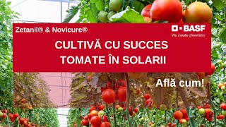 Cultura Tomatelor in Solarii 4 PRINCIPII de Cultivare [upl. by Elokcin]