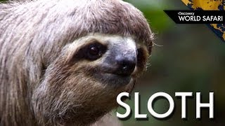 Even Two Toed Sloths Have Three Toes [upl. by Leciram]