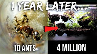 My Pet Fire Ant Colony 1 Year Later Road to 4 Million [upl. by Primrose372]