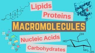 Macromolecules  Classes and Functions [upl. by Musser70]