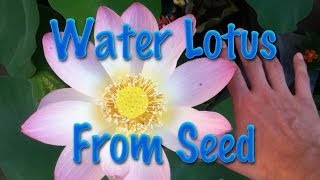 Starting Water Lotus from Seed [upl. by Sinnoda379]