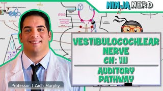 Neurology  Vestibulocochlear Nerve  Cranial Nerve VIII Auditory Pathway [upl. by Hector970]