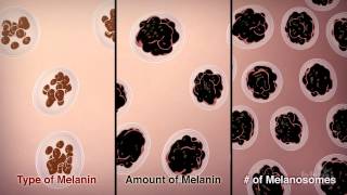 How We Get Our Skin Color  HHMI BioInteractive Video [upl. by Zurn]