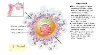 Fertilization and Development [upl. by Alda]