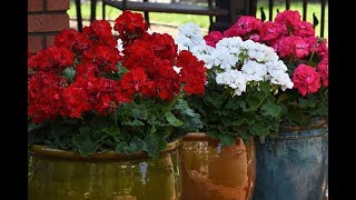 Gardening Tip  Keep Geraniums Blooming AllSeason [upl. by Raynold87]