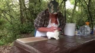 How to butcher a rabbit 1of 3 [upl. by Nysilla]