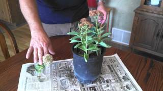 Propagating Sedum Plants [upl. by Reisch]