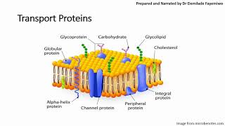 Chapter 41 Cell Membranes and Transport Phospholipids and Cell Signaling [upl. by Neemsaj]