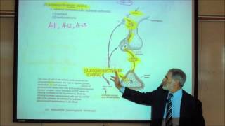 SHORT SYNACTHEN TEST ACTH stimulation test made simple [upl. by Tenej264]