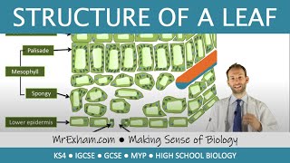 Structure of a leaf  GCSE Biology 91 [upl. by Ahsehyt]