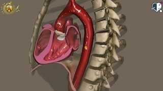 Apparato cardiocircolatorio 11 Aorta [upl. by Haakon]