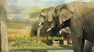 Safari zoo  Dvůr Králové Czechy👌 [upl. by Smalley]