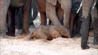 An elephant is born  Sheldrick Trust [upl. by Mindy927]