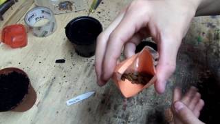 Planting Mimosa tree seeds [upl. by Avril]