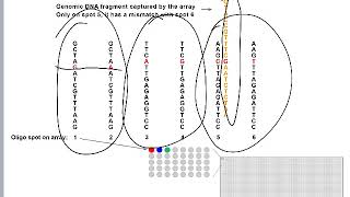 SNP Arrays [upl. by Gizela245]