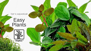 Top 5 Easy Aquarium Plants [upl. by Pestana719]