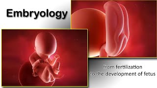 Embryology animation fertilization to development of the nervous system everything in one place [upl. by Scholz]