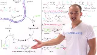 Urea cycle [upl. by Jesse]