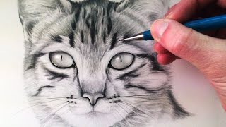 How to Draw a Cat [upl. by Cosme116]