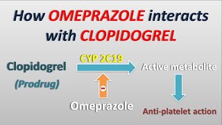 How Omeprazole interacts with Clopidogrel [upl. by Schuman]