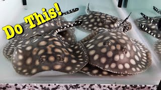 How To Care For Freshwater Stingrays [upl. by Namya]