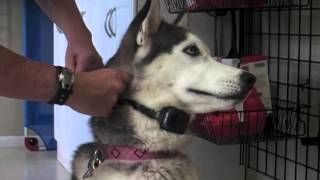 How to fit an Electronic Dog Collar [upl. by Ennayd]