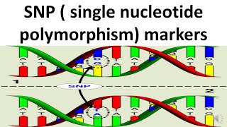 SNP Single nucleotide polymorphism markers [upl. by Ynetruoc911]