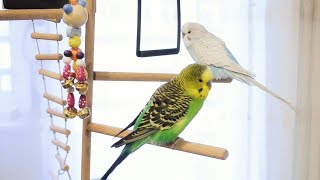 3 Hour Budgie Sounds for Lonely Budgies [upl. by Latia]