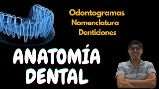 Anatomía dental Conceptos básicos [upl. by Cynth745]