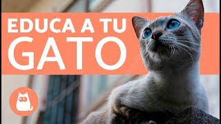 Consejos para educar un gato [upl. by Werby]