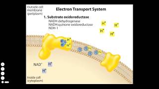 Bacterial Electron Transport Chain [upl. by Hteboj]