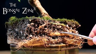 Bougainvillea Bonsai Part 1 The Bonsai Zone Jan 2018 [upl. by Oruam122]