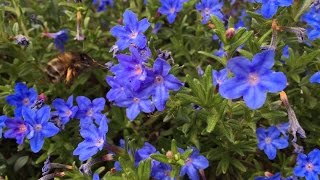 Lithodora diffusa Bumblebees favorite [upl. by Gar]