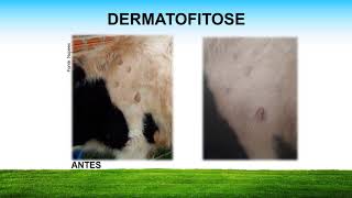 DERMATOFITOSE EM BOVINOS Tratamento [upl. by Aonehc]