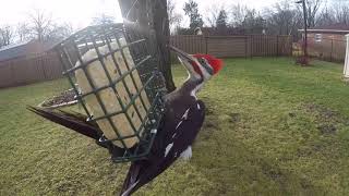 Pileated Woodpecker Calling [upl. by Cloutman]