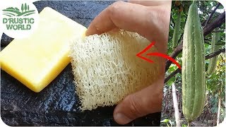 How to Make Loofah Sponge at Home [upl. by Copeland]