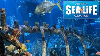 Sea Life Arizona Aquarium Tour amp Review with The Legend [upl. by Enylodnewg]