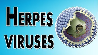 Herpes Symptoms Treatment and Causes [upl. by Nomed]