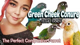 Green Cheek Conure Care  A Complete Guide [upl. by Orban]