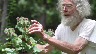 Arctium lappa Greater Burdock [upl. by Adnilahs]